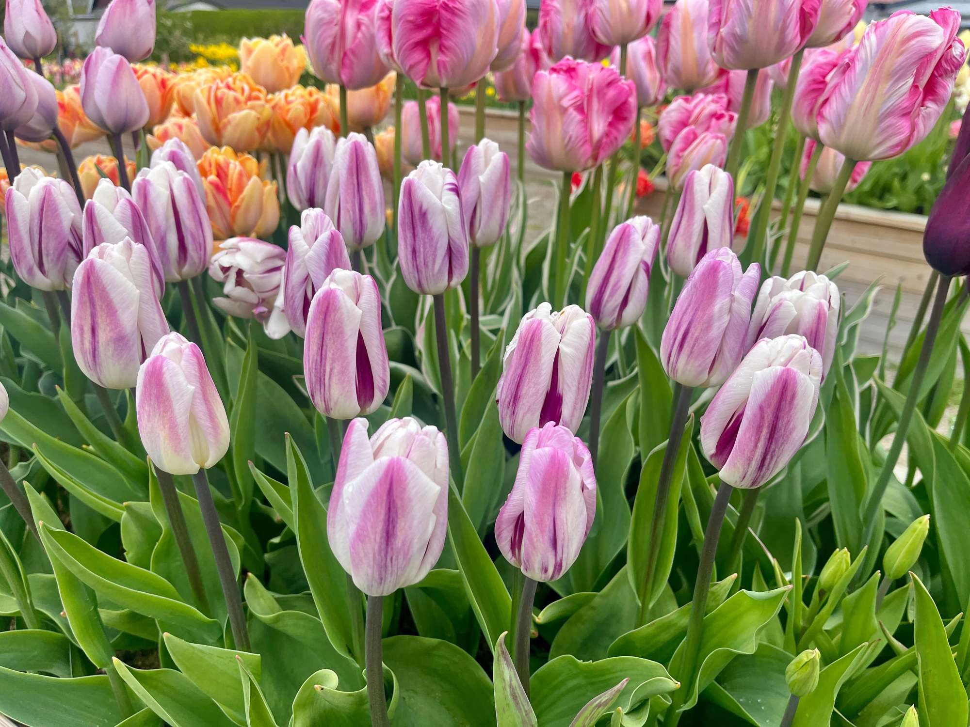 Tulpan 'Flaming Flag'